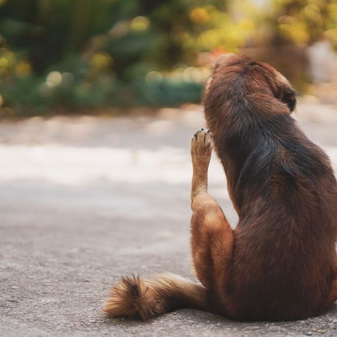 The brown dog sits on the sunny pavement, licking its paw contentedly, as if just returned from the vet. The background features blurred greenery.