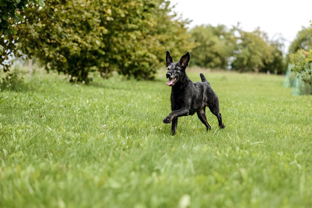 A black dog joyfully runs across a lush green field, with trees in the background. The dog has its mouth open and ears perked up, capturing a moment of playful energy.
