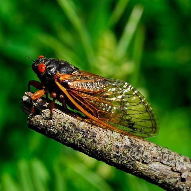 A black and orange cicada with red eyes rests on a brown branch, surrounded by vibrant green foliage that could intrigue any nature-loving vet. The insect's transparent wings are visible, showcasing intricate vein patterns.