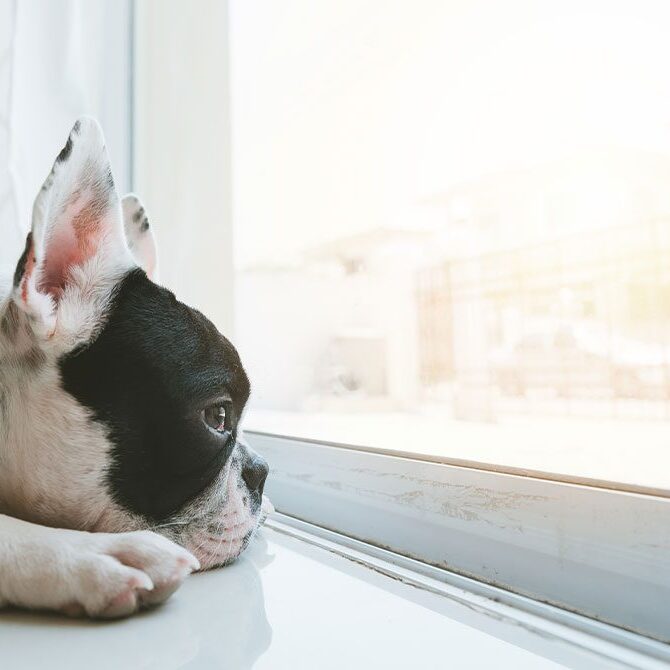A black and white French Bulldog rests its head on the floor, gazing out a sunlit window. Sunlight streams in, creating a warm and peaceful atmosphere, as if waiting for its next visit to the veterinarian.