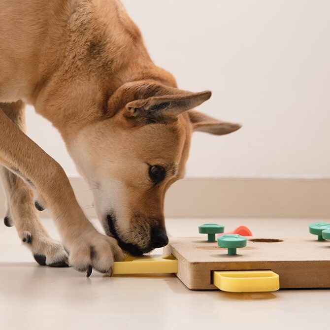 A dog, under the watchful eye of its veterinarian, interacts with a wooden puzzle toy on the floor, using its nose and paw to move yellow sliders and uncover hidden treats. The toy features green pegs and a red knob, set against a plain cream-colored wall and floor.