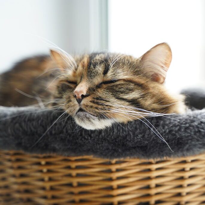 A fluffy brown tabby cat is peacefully sleeping in a woven basket with a gray lining, positioned near a window in the vet's cozy office. Sunlight gently illuminates the scene, highlighting the cat's relaxed expression.