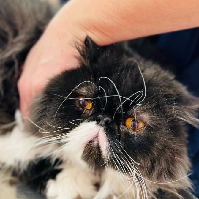 A fluffy black and white Persian cat with bright orange eyes is being gently petted by a veterinarian. The cat's long whiskers and distinctive flat face capture attention, while the background is slightly blurred.