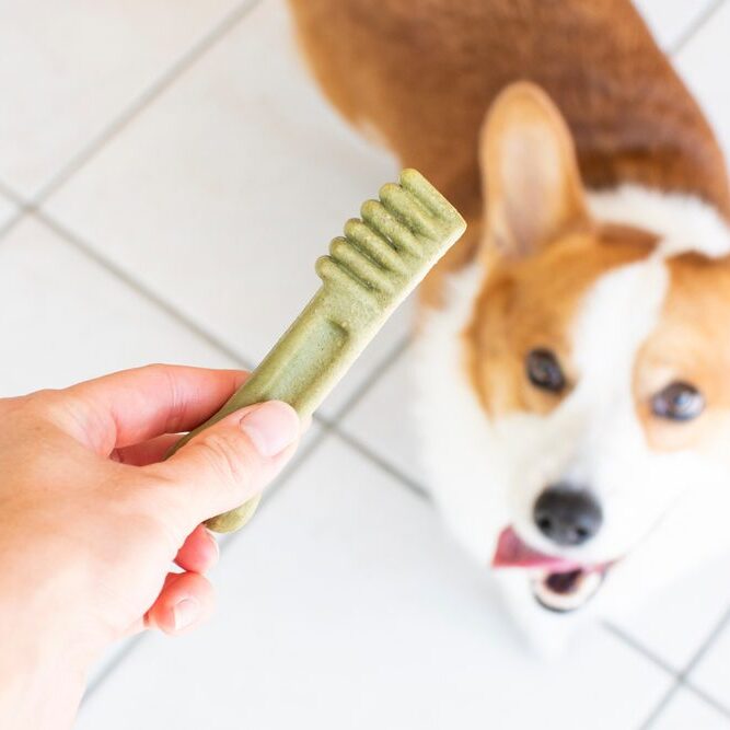 A hand holds a green dog dental chew shaped like a toothbrush, while a happy Corgi with a white and brown coat looks up expectantly. The scene is set on a tiled floor.