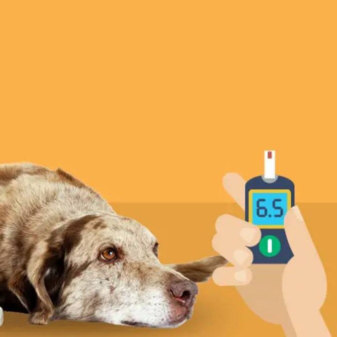 An old dog rests calmly on the ground next to a hand holding a glucose meter displaying 6.5
