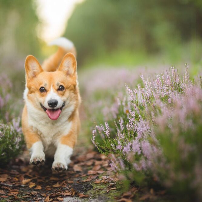 A happy corgi runs down a path bordered by blooming lavender in a lush garden, with its ears perked and tongue out, creating a joyful scene.