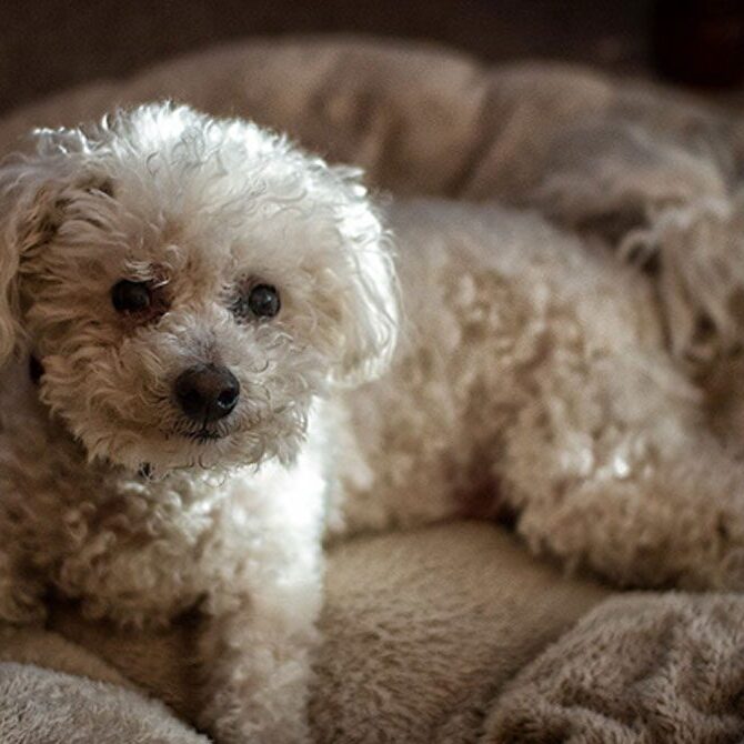 A small white fluffy dog is lying on a beige, plush dog bed. The dog has curly fur and is looking directly at the camera, as if waiting for its vet. Soft lighting casts gentle shadows around, highlighting its curious expression.