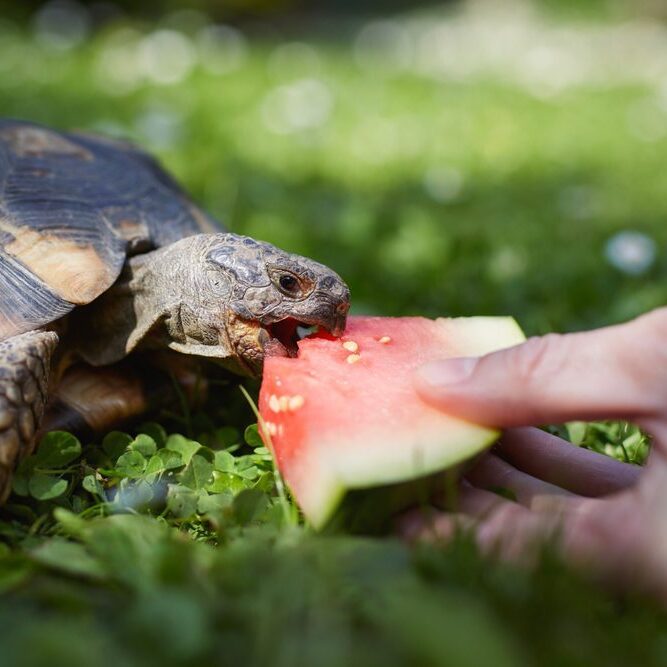A tortoise is eating a slice of watermelon held by a human hand. The tortoise is on a grassy surface with small white flowers scattered around. The scene is brightly lit, suggesting a sunny day.