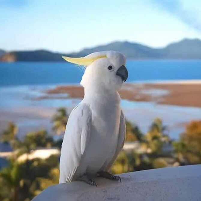 A white cockatoo with a yellow crest perches on a ledge, having just been given a clean bill of health by the veterinarian, overlooking a scenic landscape of blue water, sandy shores, and distant mountains under a clear sky.