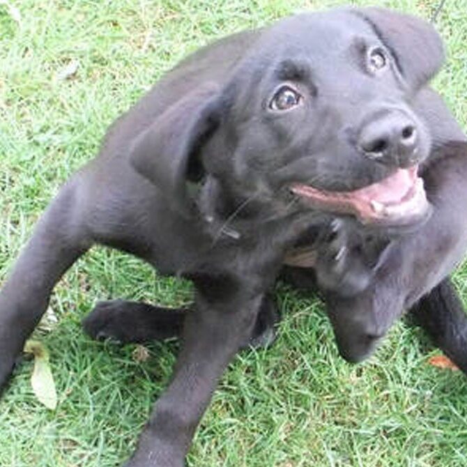 A playful black Labrador puppy sits on the grass, looking up with bright eyes and an open mouth as if smiling, just back from a check-up at the vet. One of its front paws is raised, scratching its neck.