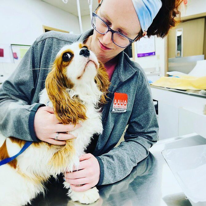 A vet wearing glasses and a headband gently holds and pets a Cavalier King Charles Spaniel on a veterinary examination table. The room is filled with medical equipment, and a veterinary certificate hangs prominently on the wall.