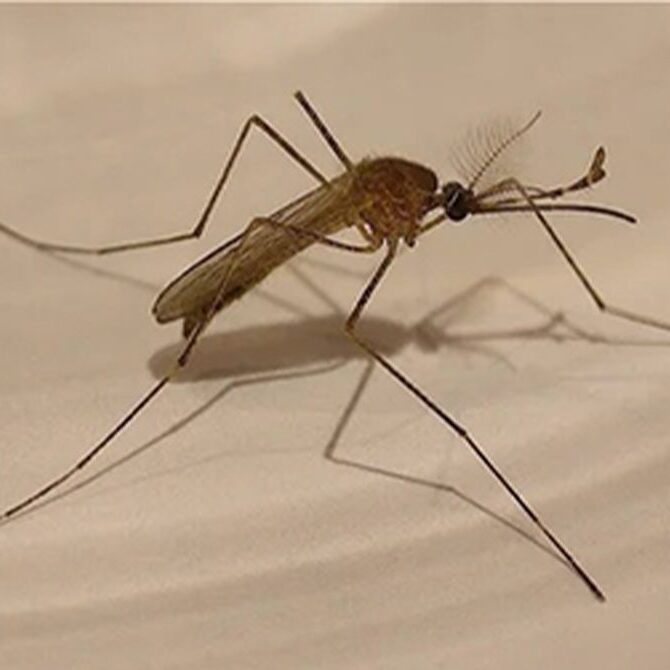Close-up of a brown mosquito with long legs and delicate wings, perched on a smooth, light-colored surface—an intricate detail that even a seasoned veterinarian might appreciate for its fascinating glimpse into nature's complexity.