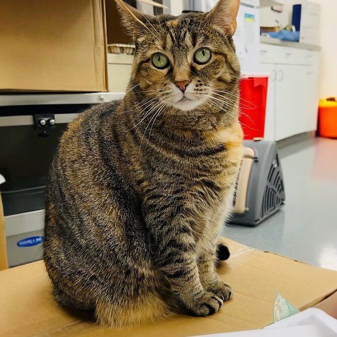 A tabby cat with green eyes sits on a cardboard box in a room cluttered with cabinets and various items, resembling the waiting room of a veterinarian. The cat looks directly at the camera, its expression neutral as if anticipating its visit to the vet.