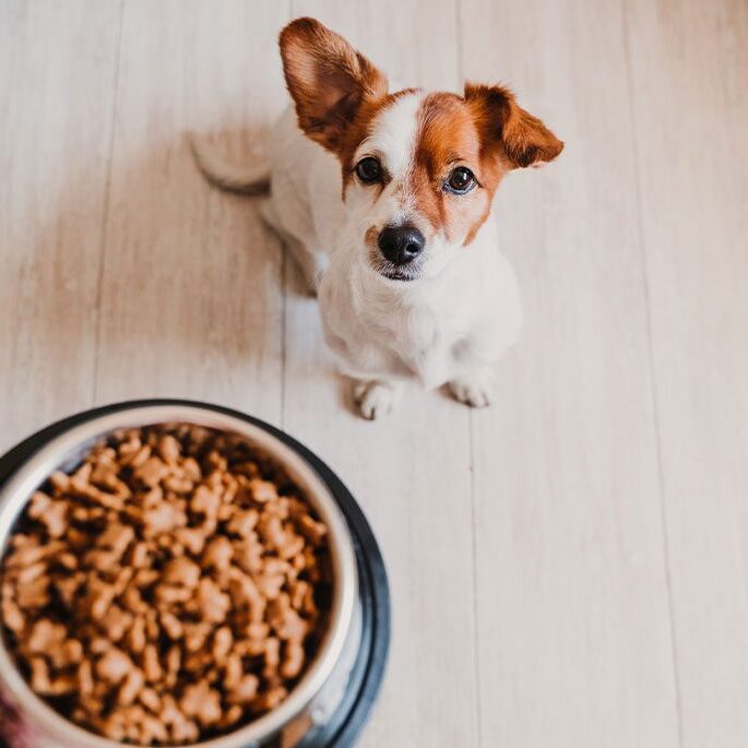 A small dog with brown and white fur eagerly looks up at a bowl of kibble being held above its head, sitting on a light-colored wooden floor. Its bright eyes seem to be asking, "Did the vet say it's okay for another treat?