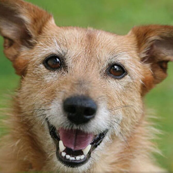 A happy, tan-colored dog with pointy ears and a shaggy coat is smiling, showing its teeth. The background is a blurred green, suggesting grass or a garden setting.
