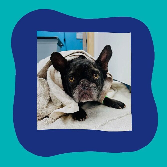 A French Bulldog wrapped in a towel lies on a blanket, looking up with wide eyes. The photo is framed by an irregular dark blue border on a teal background.