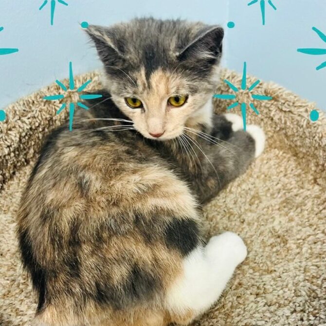 A calico kitten with yellow eyes lies curled up on a carpeted cat perch, looking slightly to the side. Blue sparkles are drawn around its head, and the background wall is light blue.