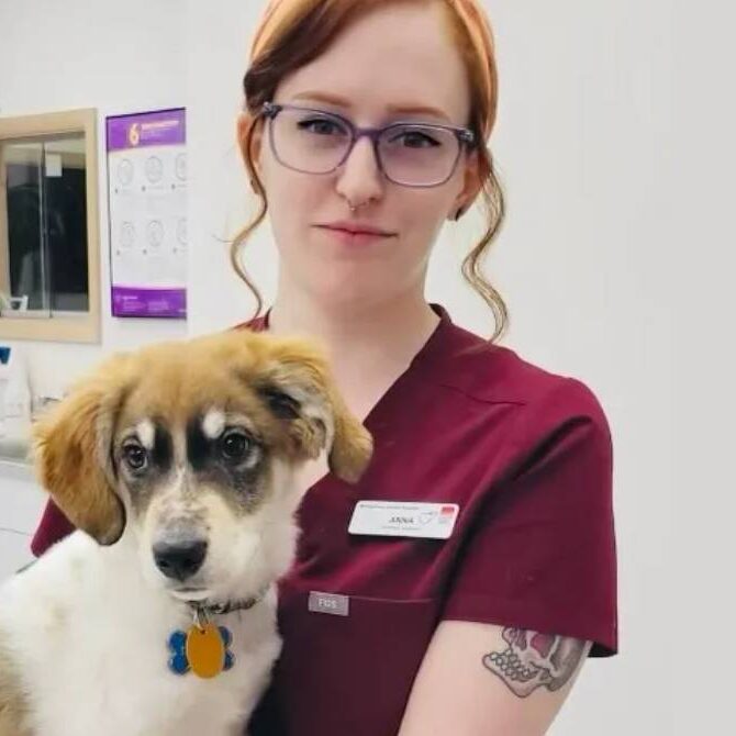 A veterinarian with glasses, red hair, and a visible tattoo cradles a brown and white puppy in a veterinary clinic. Dressed in maroon scrubs, she stands amid white cabinets and equipment-laden countertops.