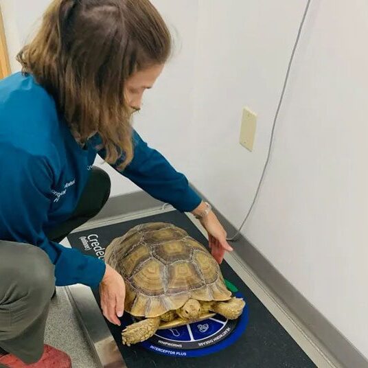 A veterinarian in a blue jacket kneels down, gently placing a large tortoise on a digital scale in a room with white walls. The tortoise appears calm as it is weighed.