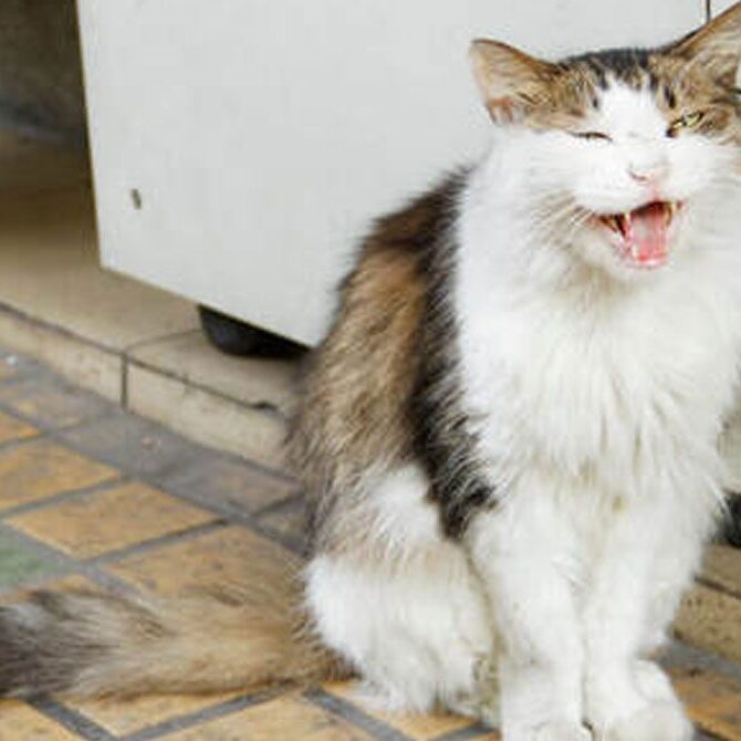 A fluffy, long-tailed cat with white and brown fur sits on a tiled floor, mid-yawn or meow, in front of a white cabinet. Its eyes are partially closed, and its mouth is open as if it's preparing to serenade the veterinarian with its unique tune.