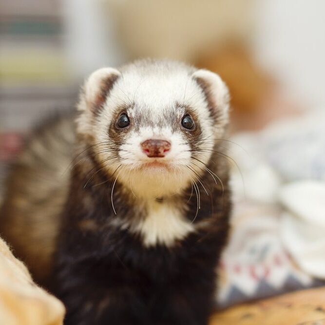 A close-up of a cute ferret with a white face and dark body, looking directly at the camera. The background is blurred, with soft colors and patterns, likely from blankets or cushions.