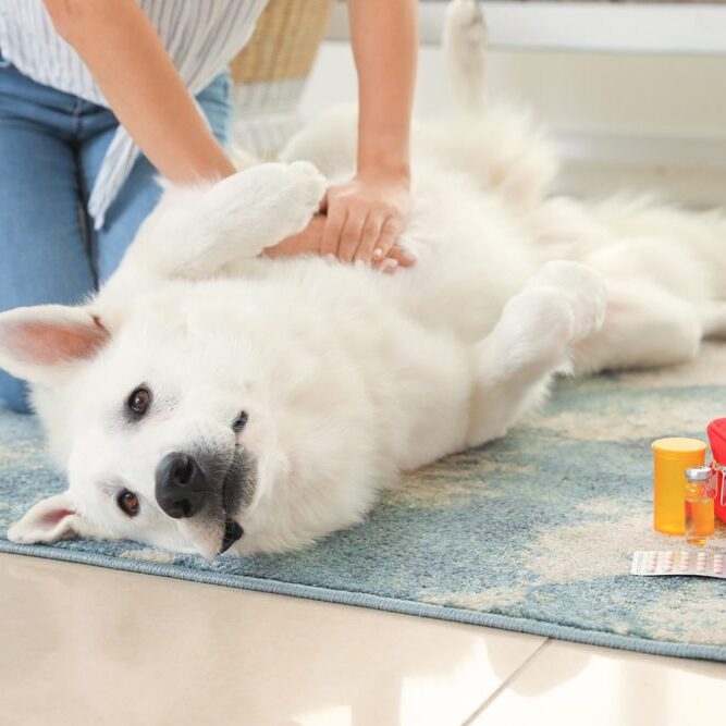 A fluffy white dog lies on its back on a blue rug while a person in blue jeans gives it a massage. Nearby are a red first aid kit and some medication, suggesting care or a home veterinary setting.