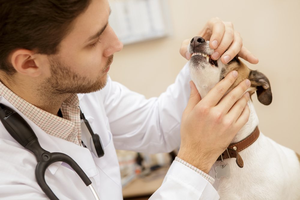 A veterinarian in a white coat examines a dog's teeth. The man gently holds the dog's mouth open to inspect its dental health. The dog is wearing a collar and has spotted fur. A stethoscope is draped around the vet's neck.