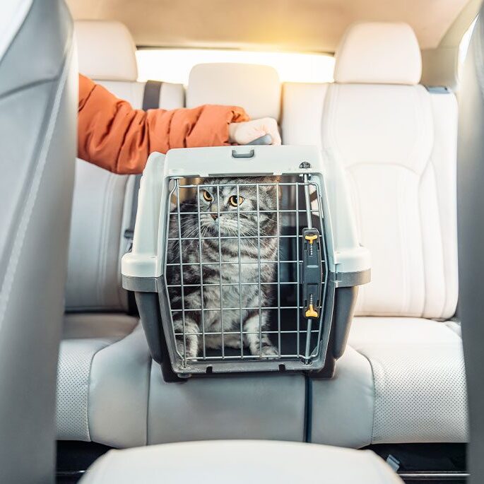A gray cat sits inside a pet carrier on the back seat of a car, ready for its vet visit. A person in an orange jacket is holding the carrier, while the curious feline peers through the metal door, eyeing the car's interior.