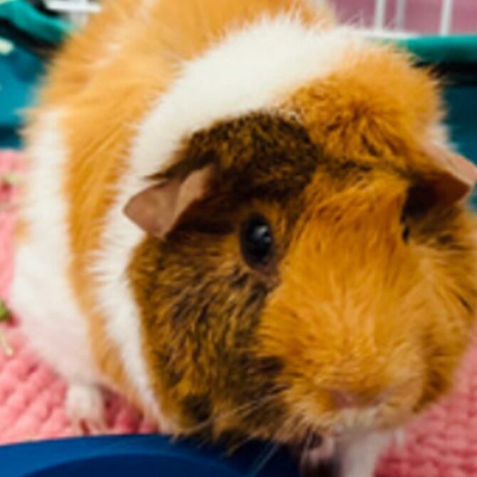 A brown and white guinea pig sits on a pink mat inside a cage, with some hay and a blue object nearby.