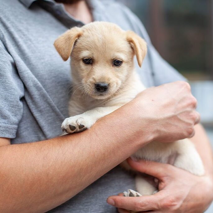 A person in a grey shirt, who might be a veterinarian, gently holds a small tan puppy in their arms. The puppy, with floppy ears and a curious expression, looks directly at the camera. The background is slightly blurred, suggesting an outdoor setting.