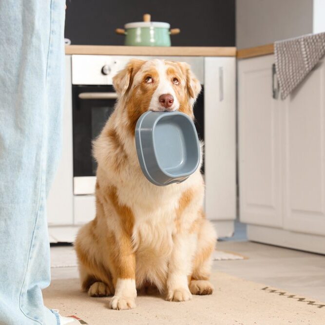 A fluffy dog sits on a kitchen floor, holding an empty gray food bowl in its mouth. The dog's expression is eager and expectant. A person stands nearby, wearing blue jeans. The kitchen background features white cabinets and a green pot on the stove.