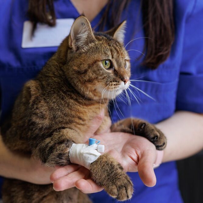 Vet holding brown tabby with leg bandaged