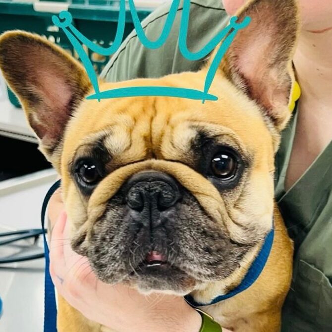 A brown French Bulldog with a wrinkled face and large ears sits on a table, wearing a blue leash. A person in green scrubs holds the dog, and a blue crown illustration is drawn above the dog's head.