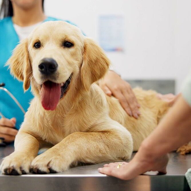 A smiling golden retriever puppy lies on a metal examination table in a veterinary clinic. A person in a blue uniform with a stethoscope is checking the puppy, while a hand rests gently on its back.