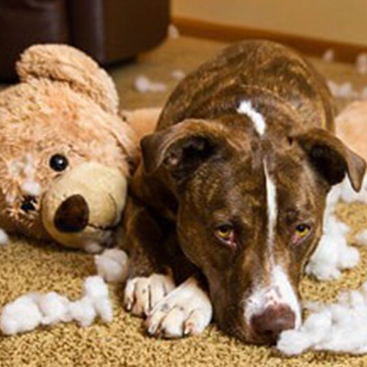 A brown and white dog lies on a carpet next to a torn teddy bear, surrounded by stuffing. The dog glances up with a guilty expression, as if bracing for the vet's inevitable lecture about mischievous behavior amidst the scattered plush.