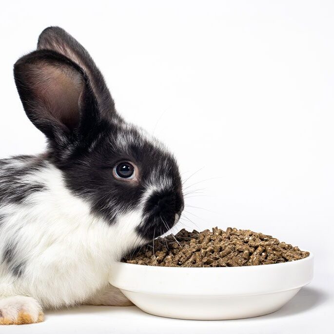 A black and white rabbit sits beside a bowl filled with brown pellets, set against a white background. With its ear perked up, it appears to be sniffing the contents, as if a veterinarian has prescribed this special meal just for it.