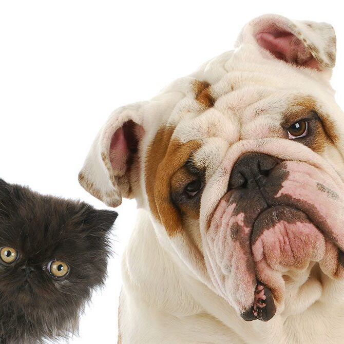 A fluffy black kitten and a white bulldog with light brown patches sit side by side against a white background, both looking towards the camera with curious expressions, like they're ready to meet their caring vet.