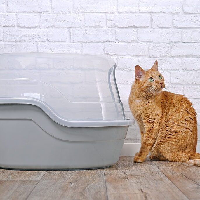 An orange cat lounges on a wooden floor beside a gray covered litter box, where recent visits to the vet have assured its health. The backdrop of the scene is a quaint white brick wall.