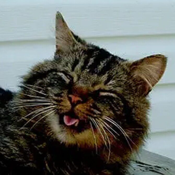 A fluffy tabby cat with closed eyes and mouth slightly open, as if mid-meow or yawning, resembles the perfect patient for a vet check-up against a white background.