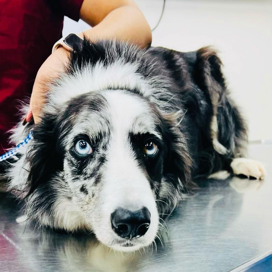 Australian Shepherd laying on veterinary exam table