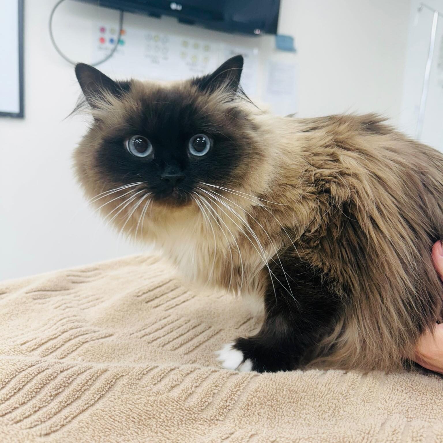 pretty Ragdoll cat at veterinary exam