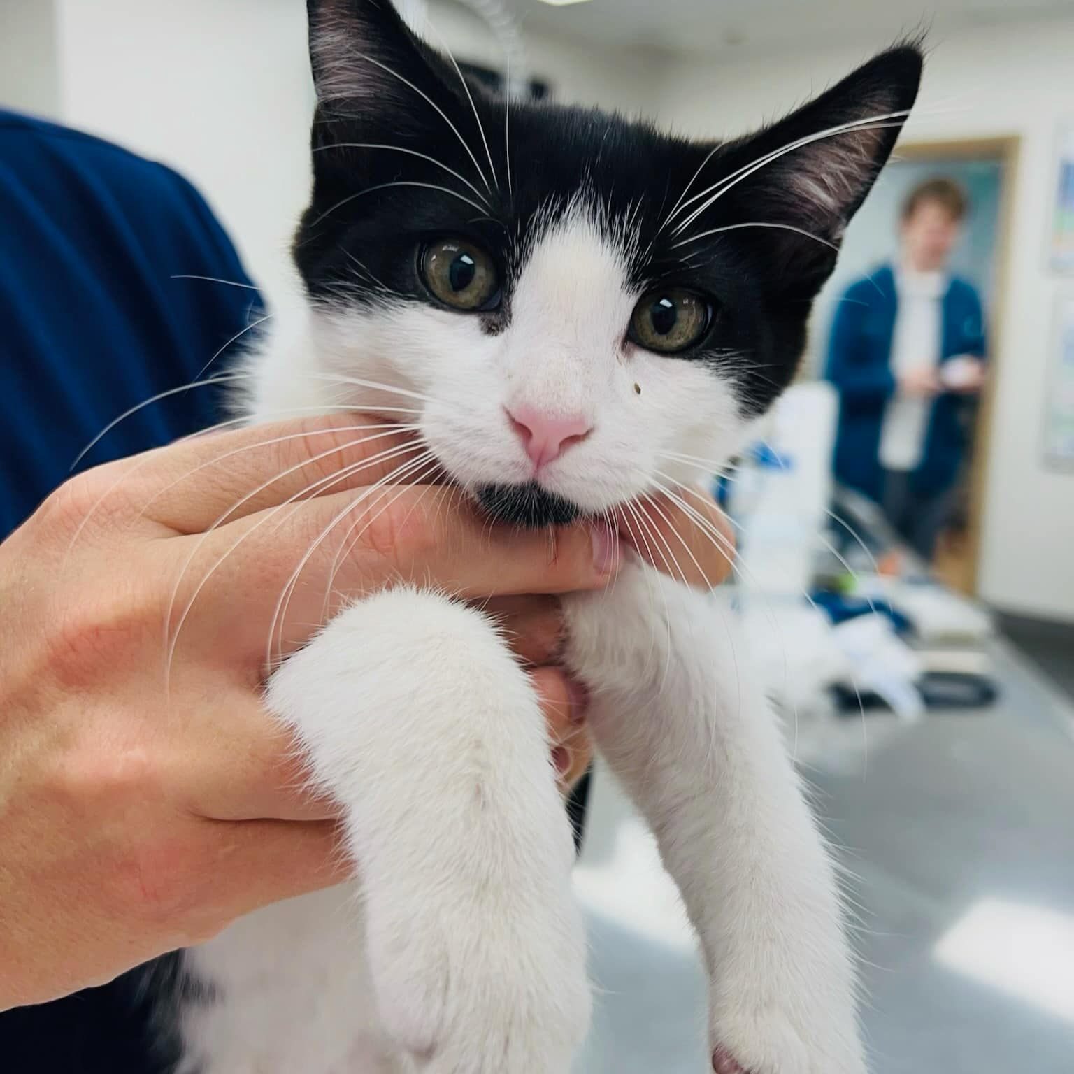 close up of tuxedo kitten