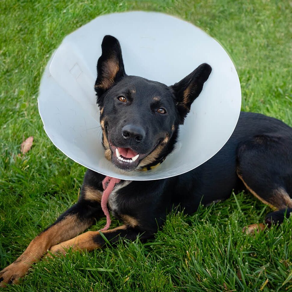 happy black dog wearing surgical cone