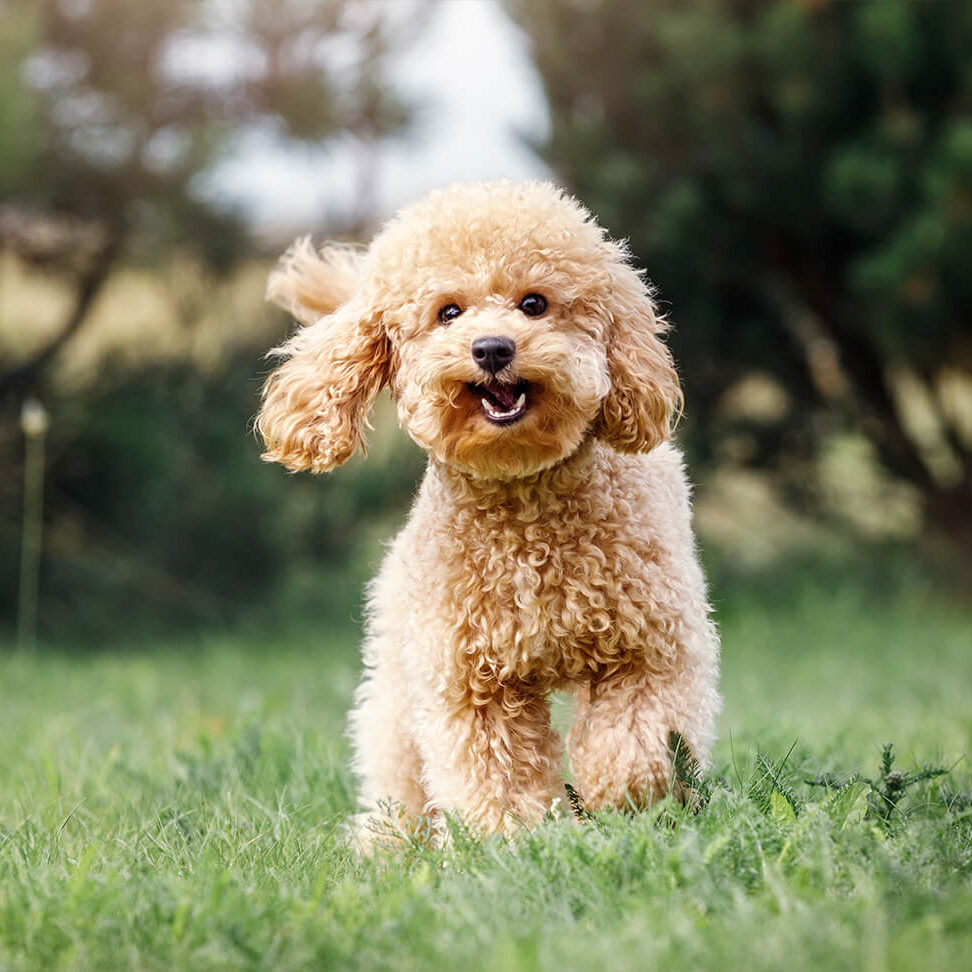 happy brown furry dog in the grass