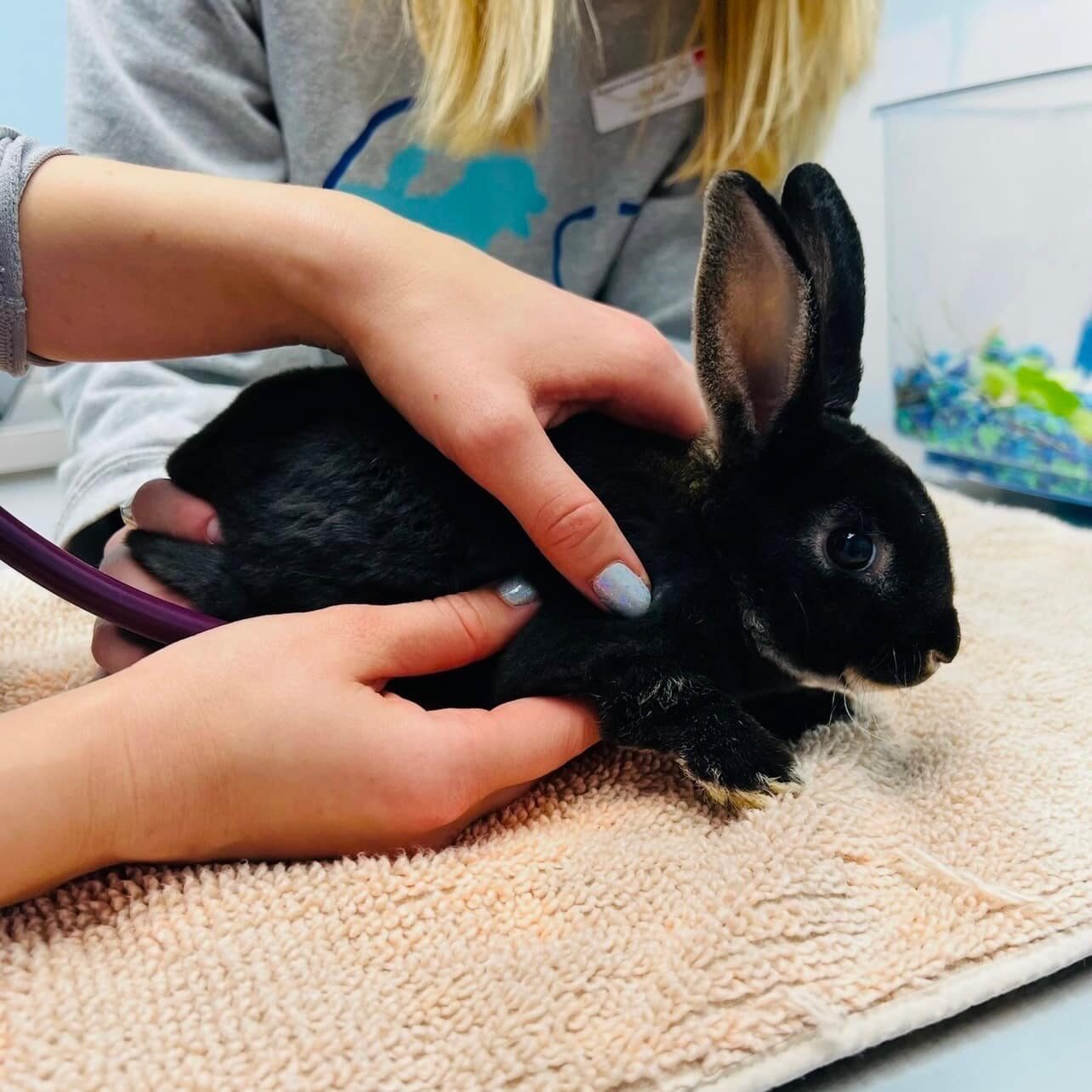 vet checking bunny's heartbeat with stethoscope