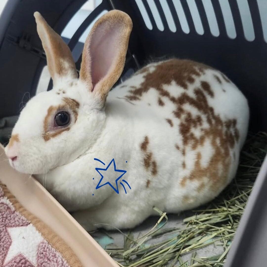 white and brown bunny