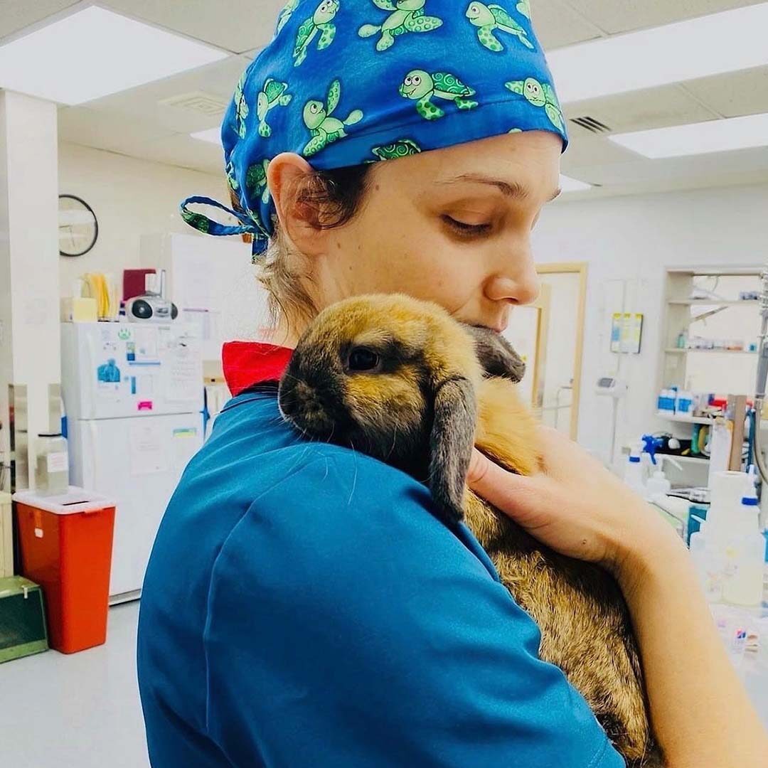 veterinarian gently holding a brown and black rabbit