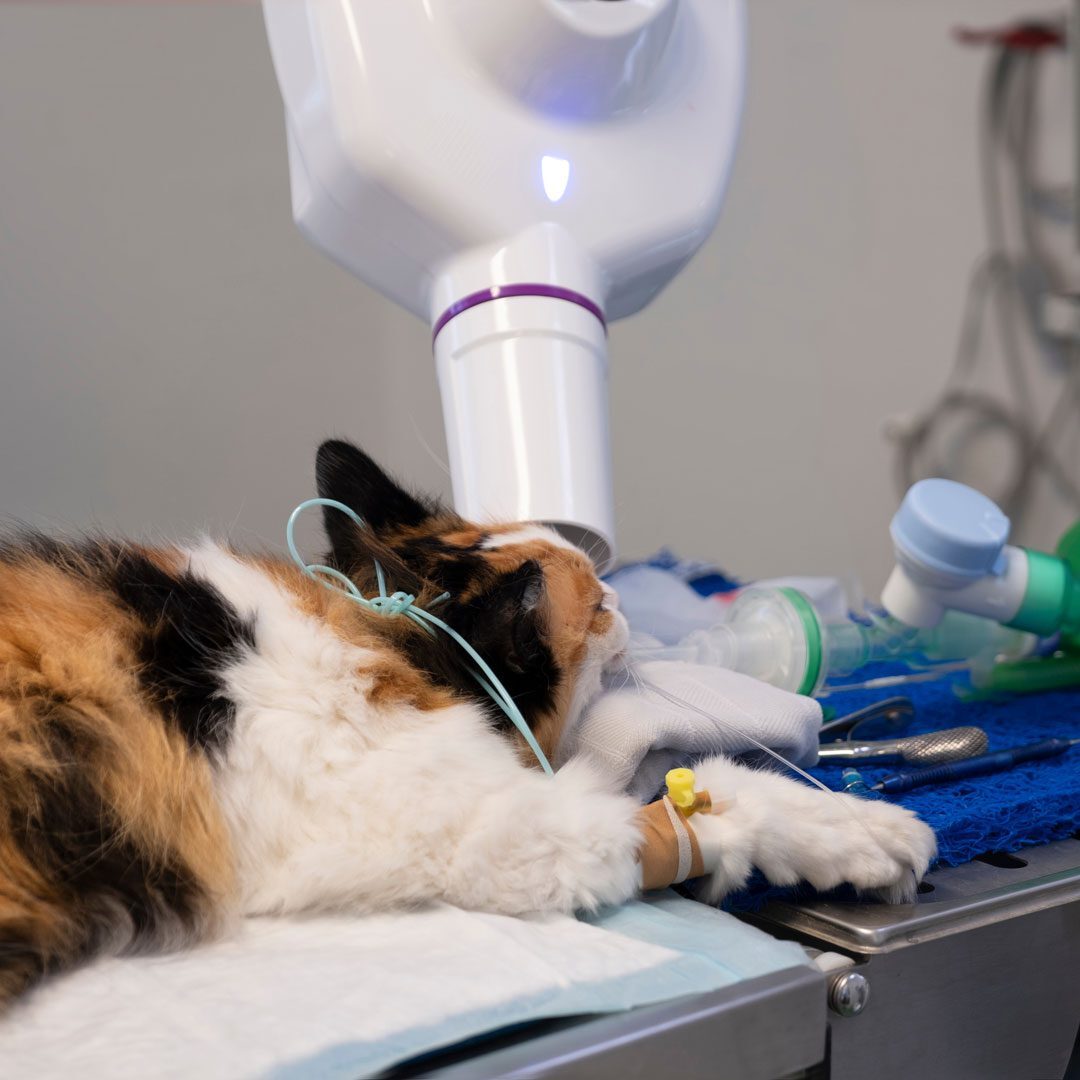 taking dental x-rays of a cat under anesthesia
