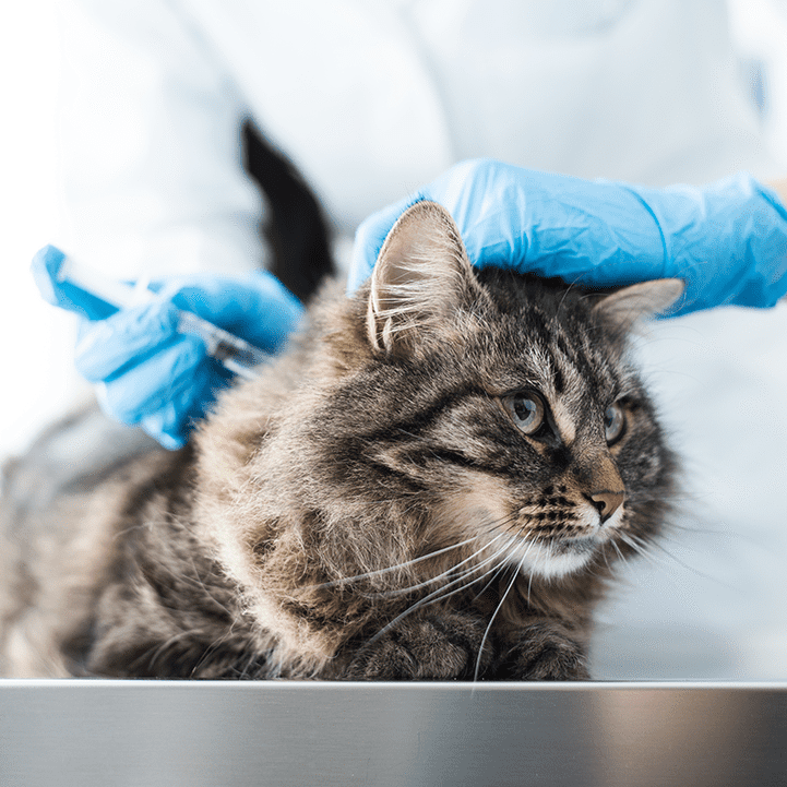 cat getting a vaccine