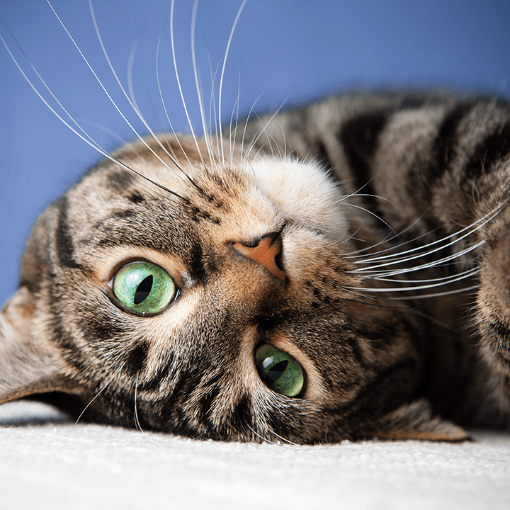 cat with green eyes